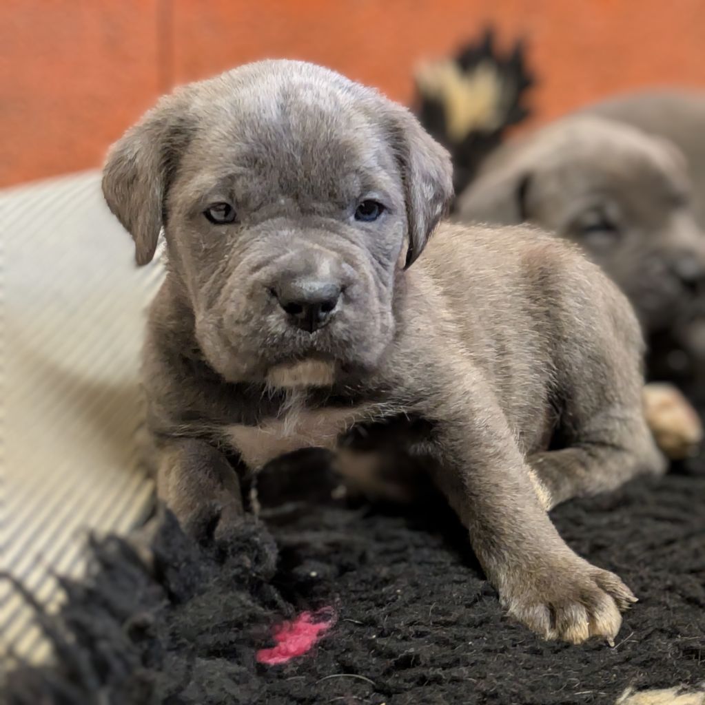 du Royaume de la Romance - Chiot disponible  - Cane Corso