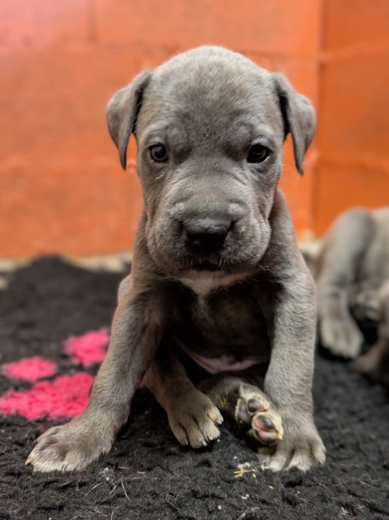 du Royaume de la Romance - Chiot disponible  - Cane Corso