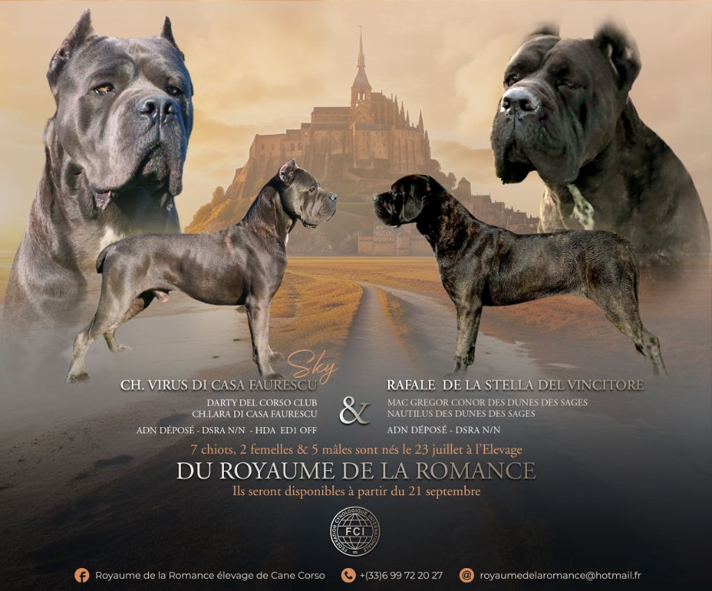 chiot Cane Corso du Royaume de la Romance