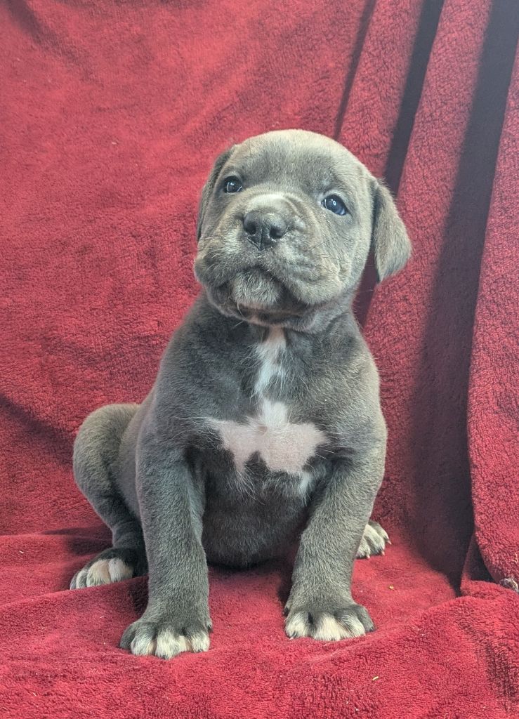 du Royaume de la Romance - Chiot disponible  - Cane Corso