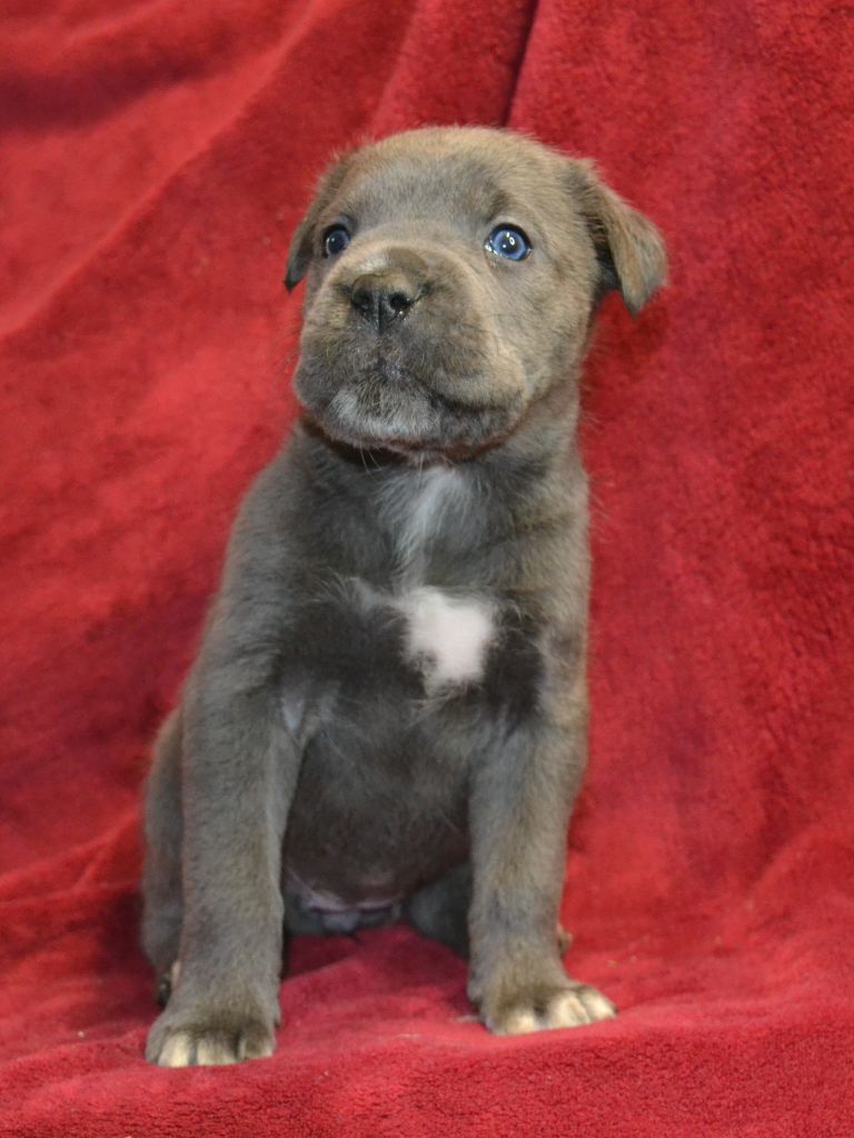 du Royaume de la Romance - Chiot disponible  - Cane Corso