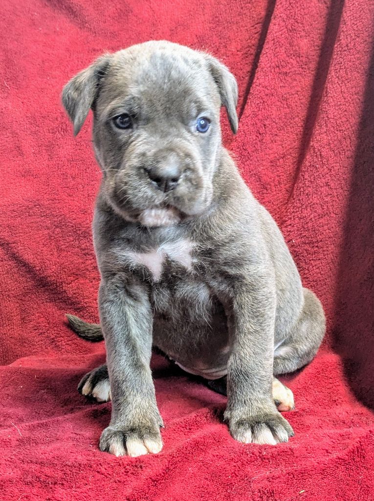 du Royaume de la Romance - Chiot disponible  - Cane Corso