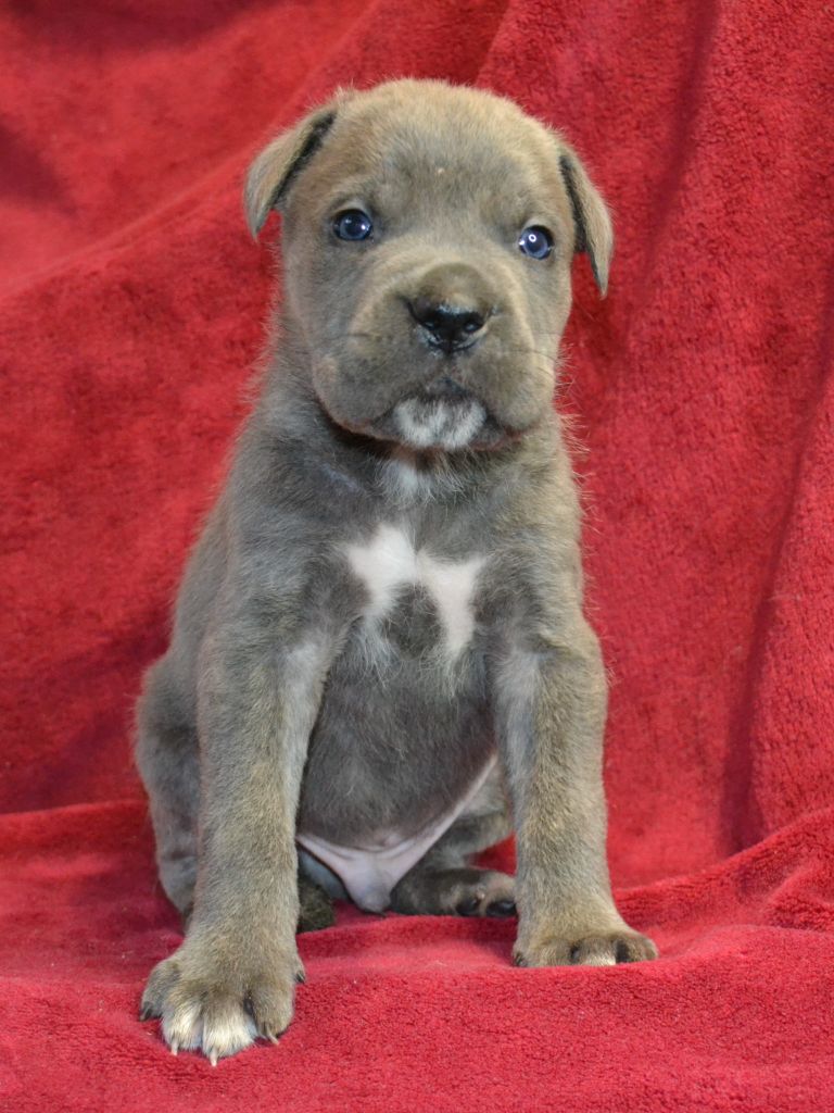 du Royaume de la Romance - Chiot disponible  - Cane Corso