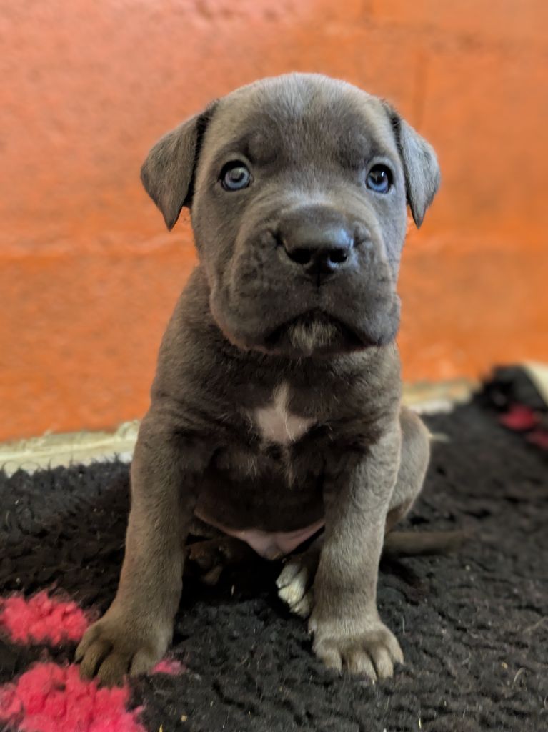 du Royaume de la Romance - Chiot disponible  - Cane Corso