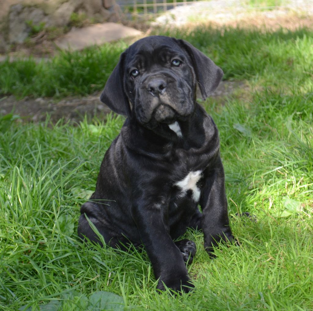 du Royaume de la Romance - Chiot disponible  - Cane Corso