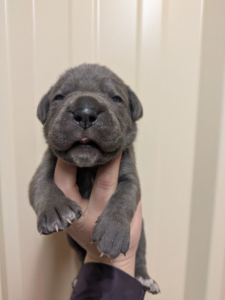 du Royaume de la Romance - Chiot disponible  - Cane Corso