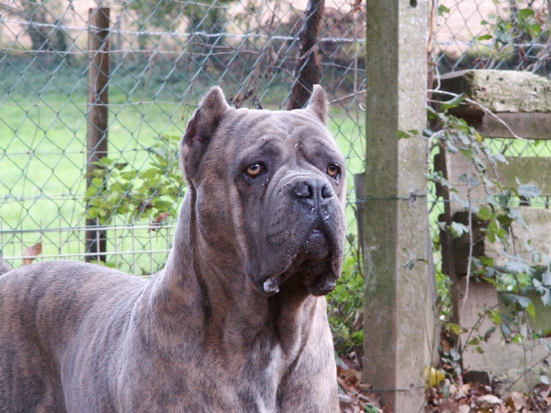 chiot Cane Corso du Royaume de la Romance