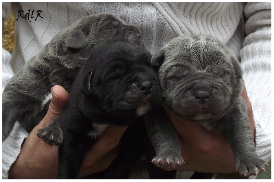 du Royaume de la Romance - Chiots d'Esperia et Fabriano