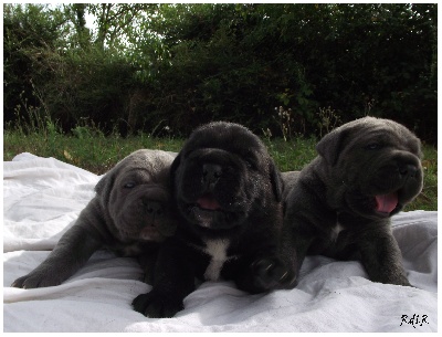du Royaume de la Romance - Nouvelles photos des chiots !