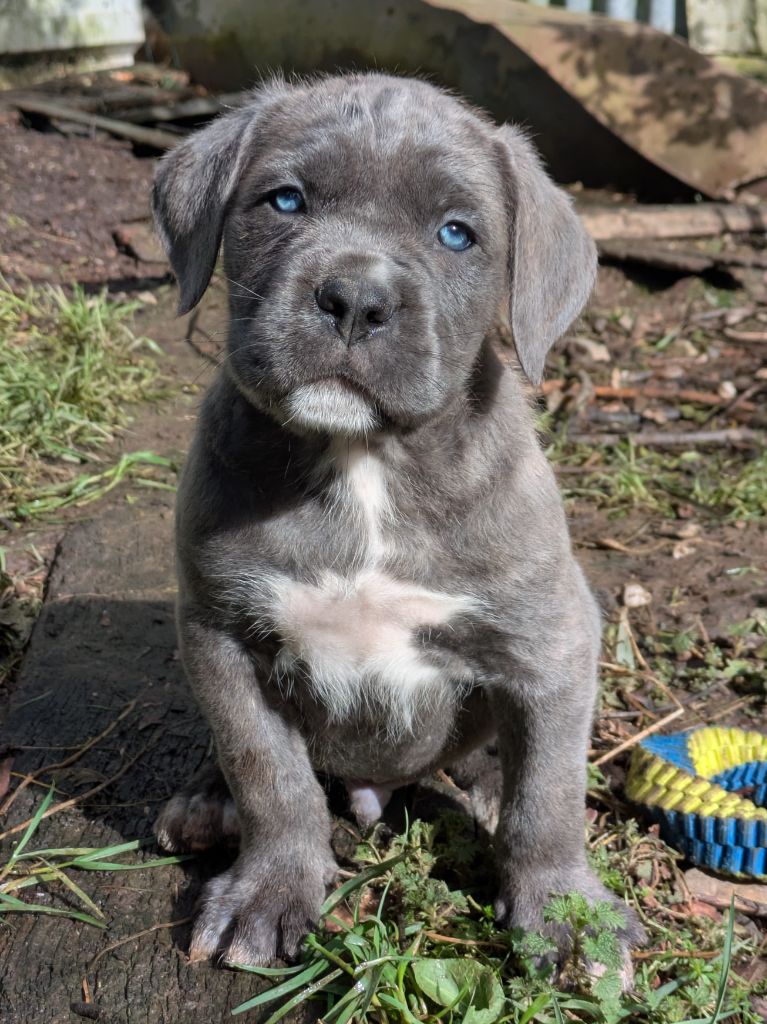 du Royaume de la Romance - Chiots disponibles - Cane Corso