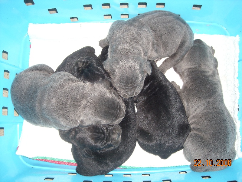 du Royaume de la Romance - Cane Corso - Portée née le 15/10/2008
