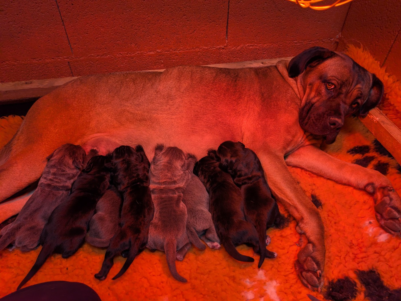 Chiot Cane Corso du Royaume de la Romance