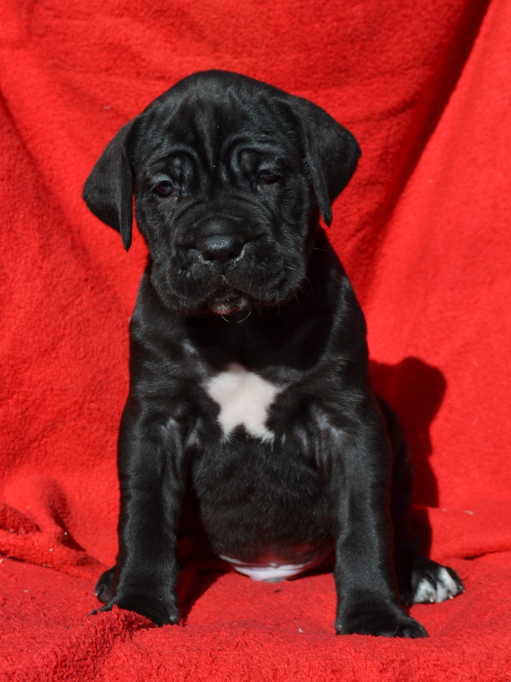 du Royaume de la Romance - Chiots disponibles - Cane Corso