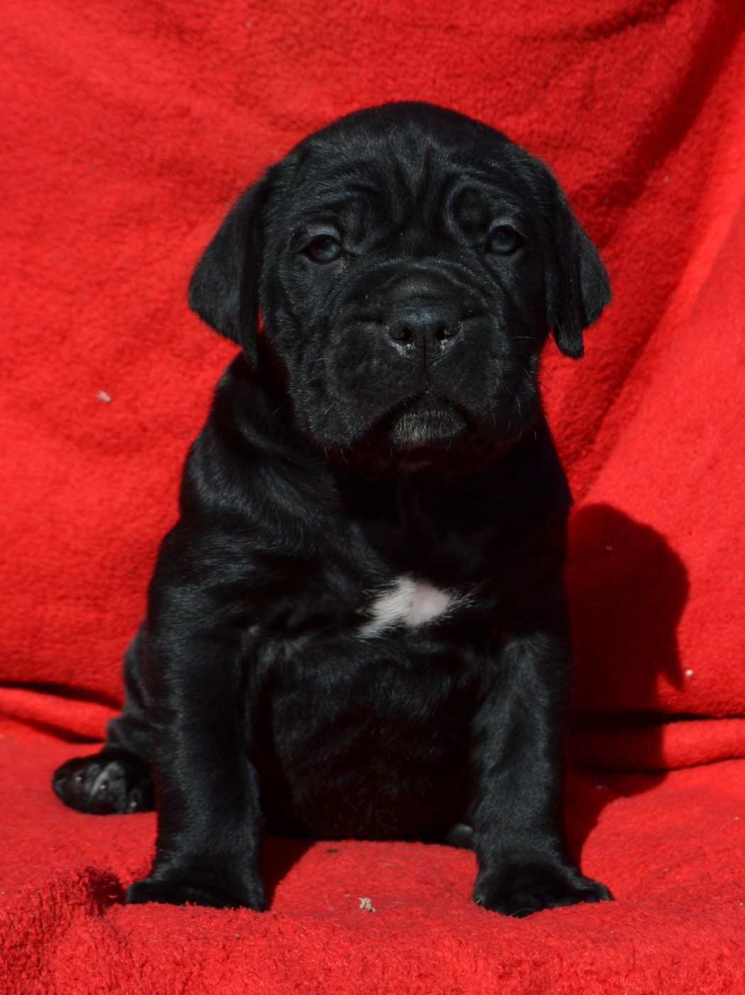 du Royaume de la Romance - Chiots disponibles - Cane Corso