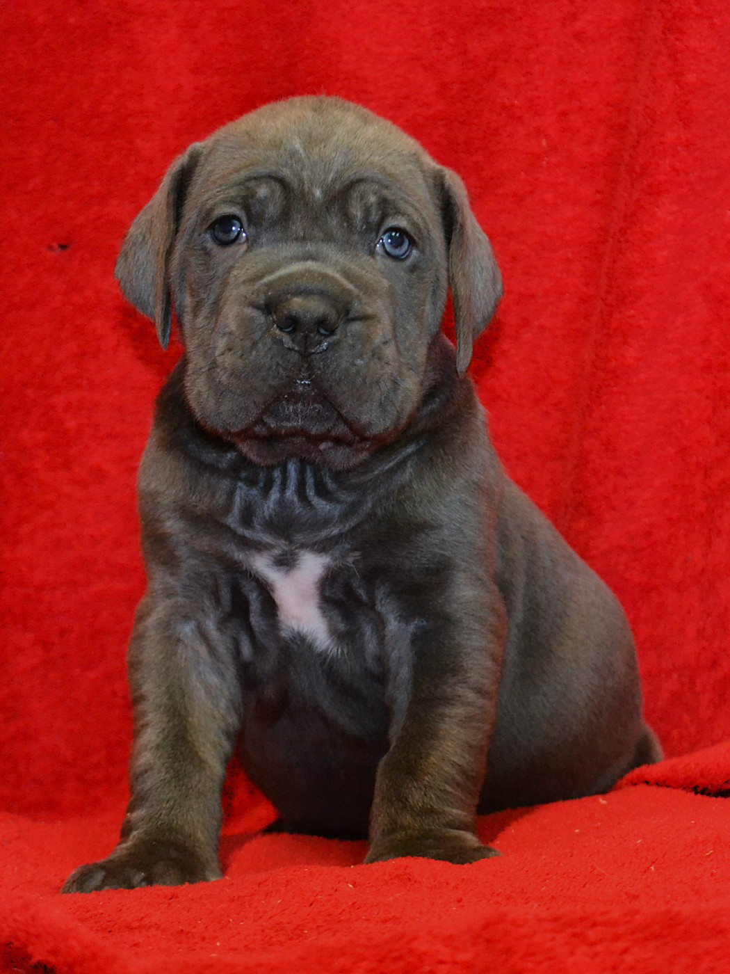 du Royaume de la Romance - Chiots disponibles - Cane Corso