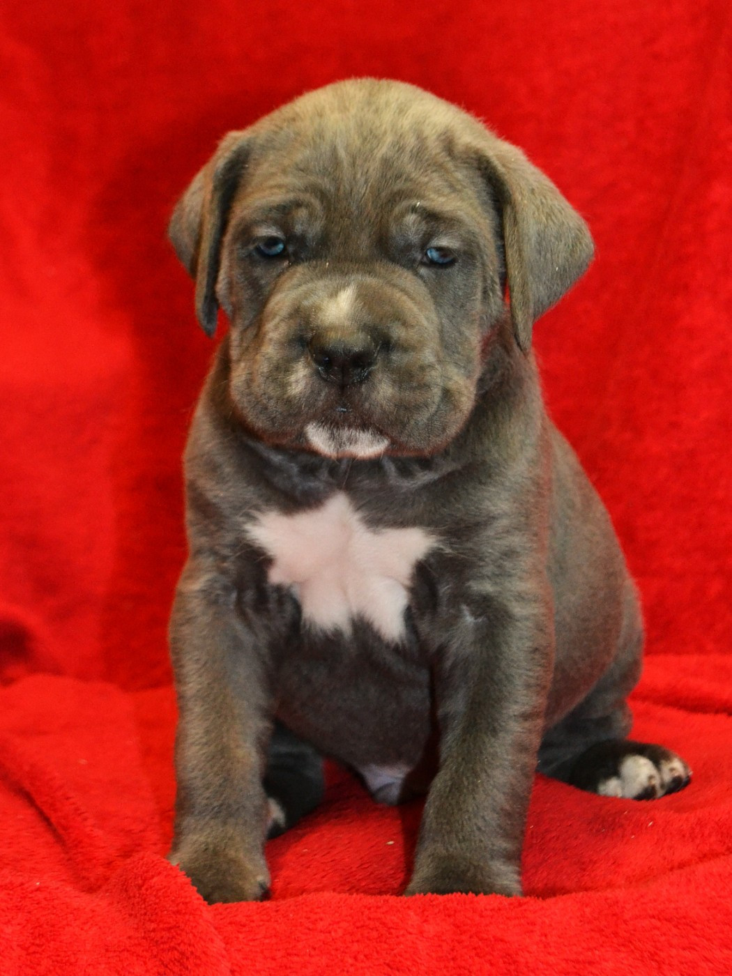 du Royaume de la Romance - Chiots disponibles - Cane Corso