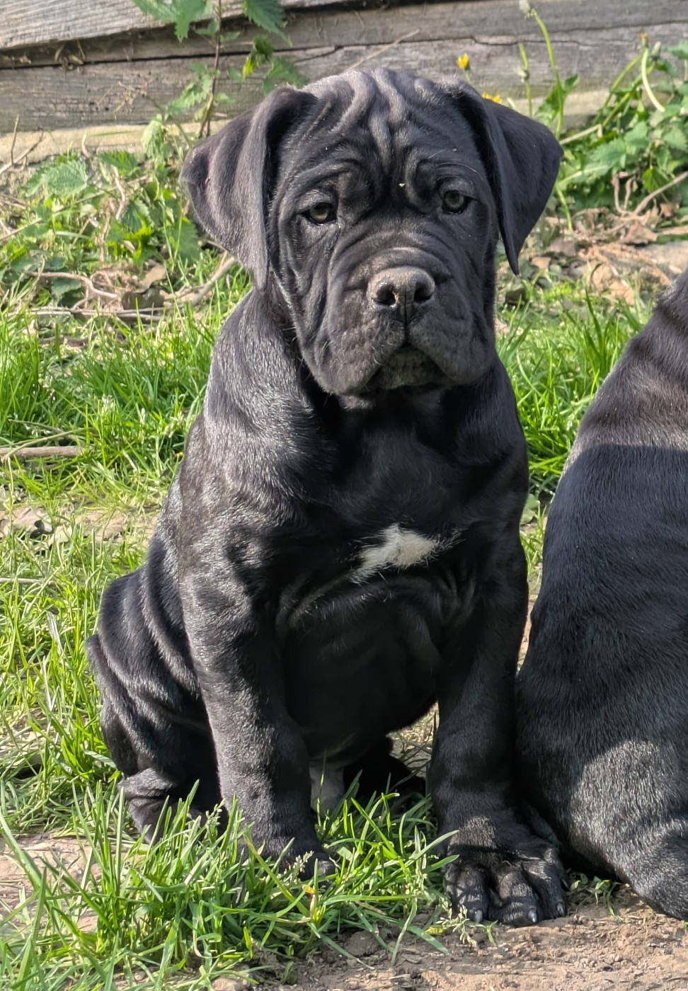 du Royaume de la Romance - Chiots disponibles - Cane Corso
