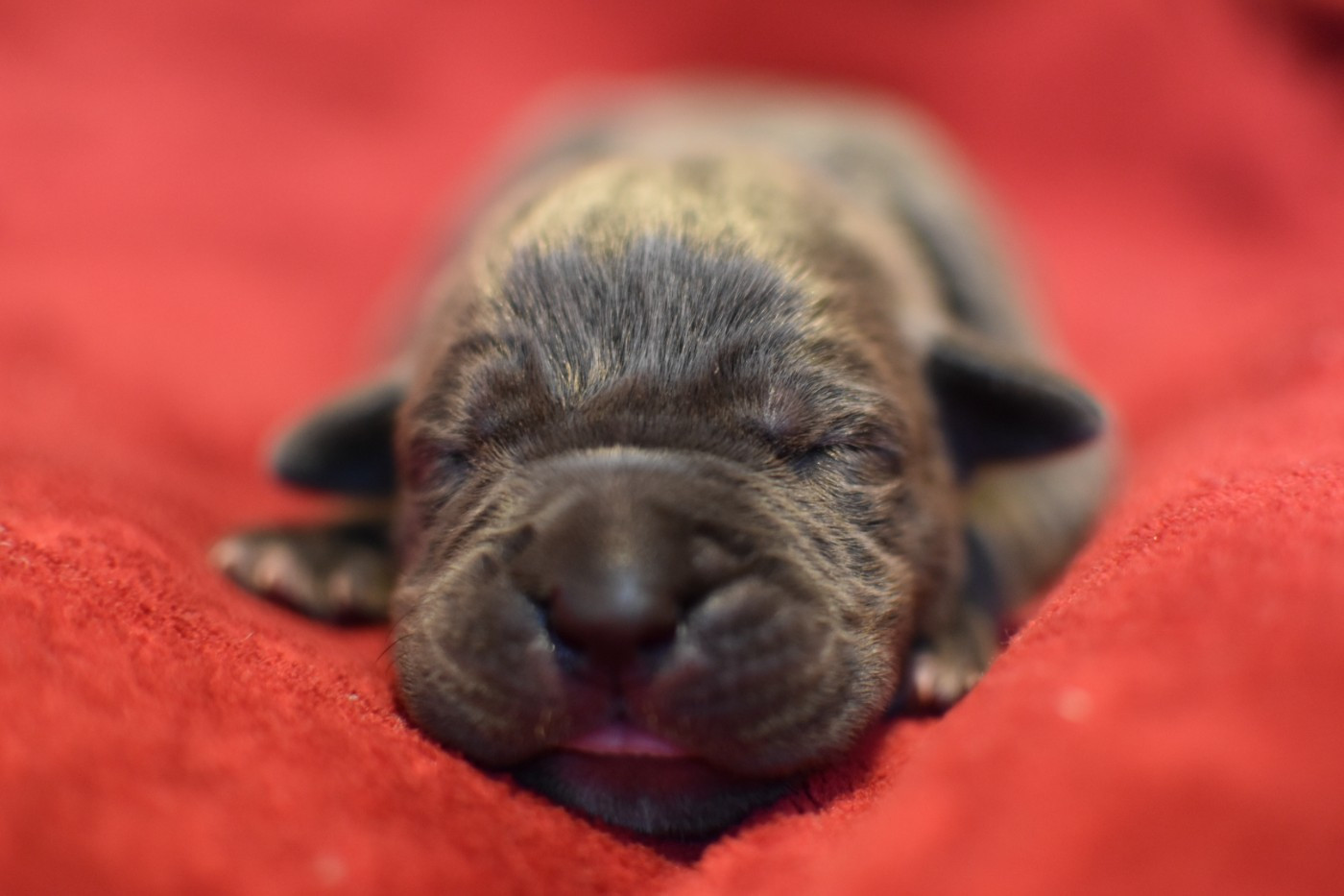 du Royaume de la Romance - Chiots disponibles - Cane Corso