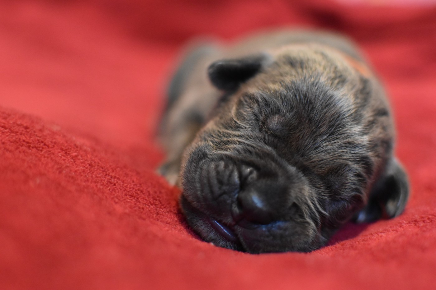 du Royaume de la Romance - Chiots disponibles - Cane Corso