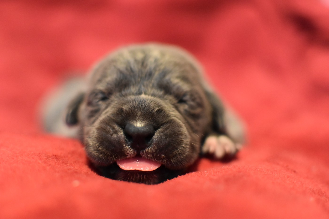 du Royaume de la Romance - Chiots disponibles - Cane Corso