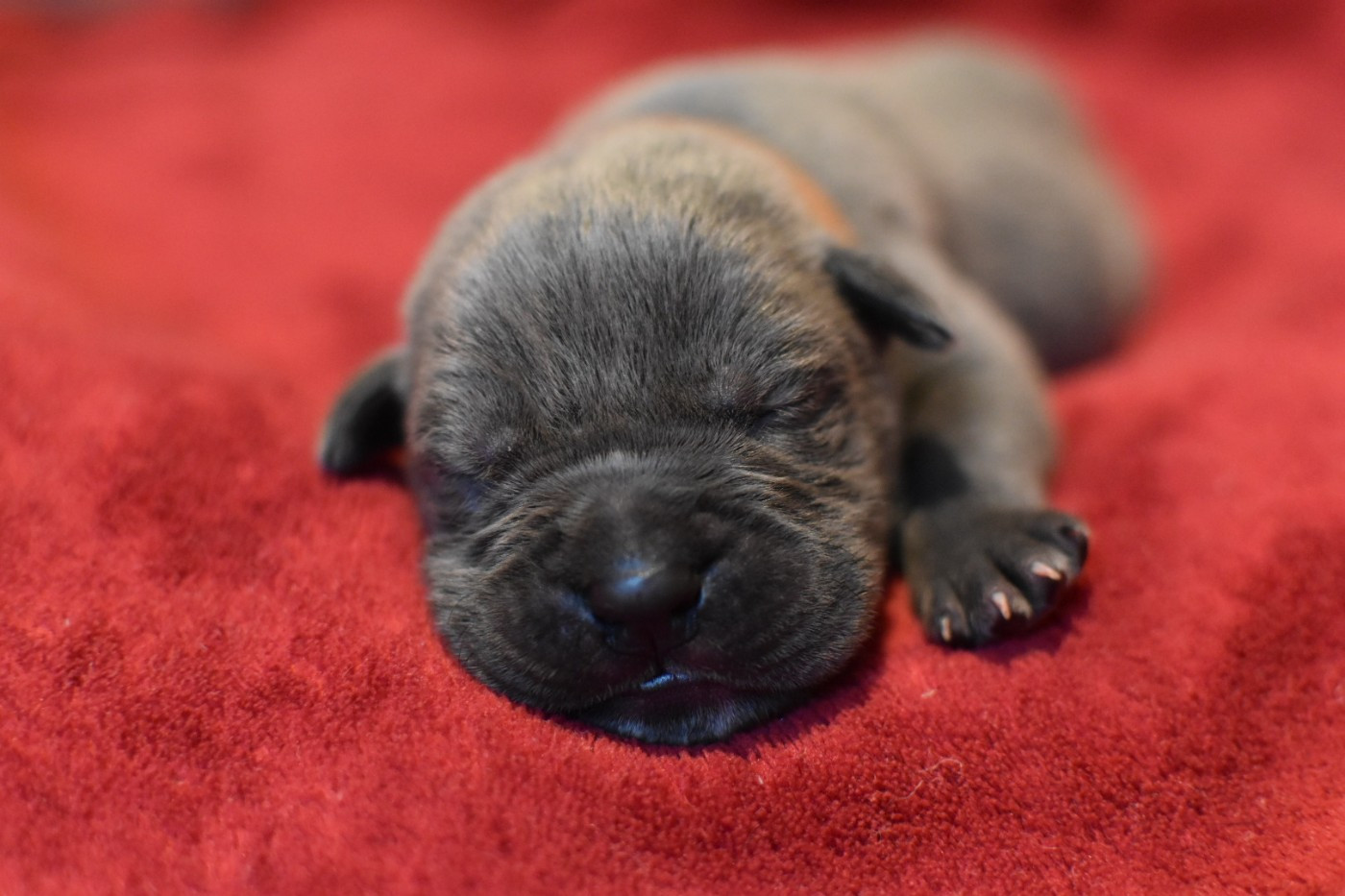 du Royaume de la Romance - Chiots disponibles - Cane Corso