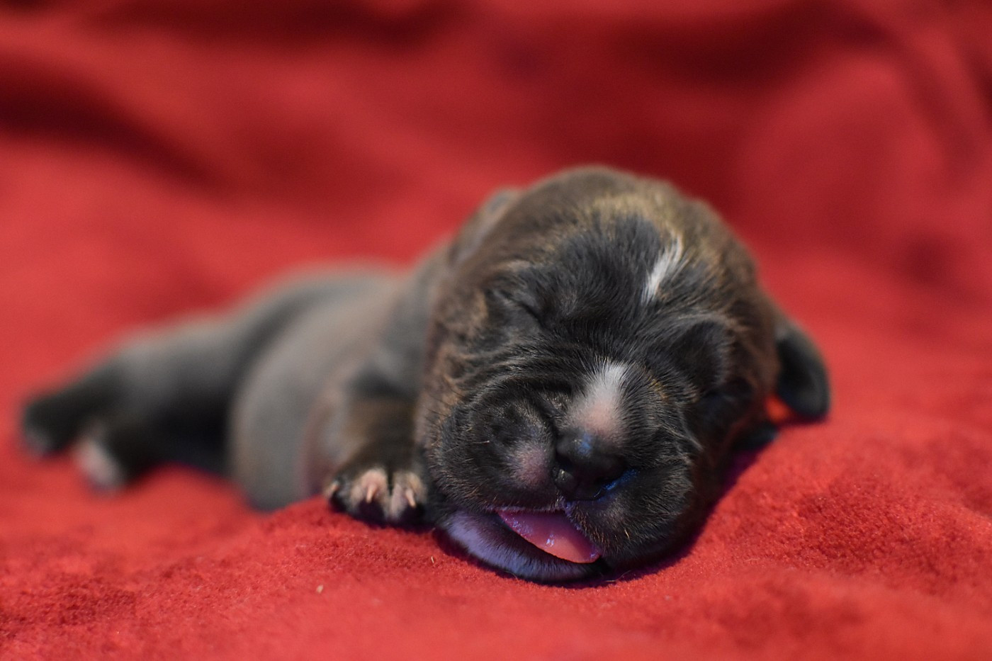 du Royaume de la Romance - Chiots disponibles - Cane Corso