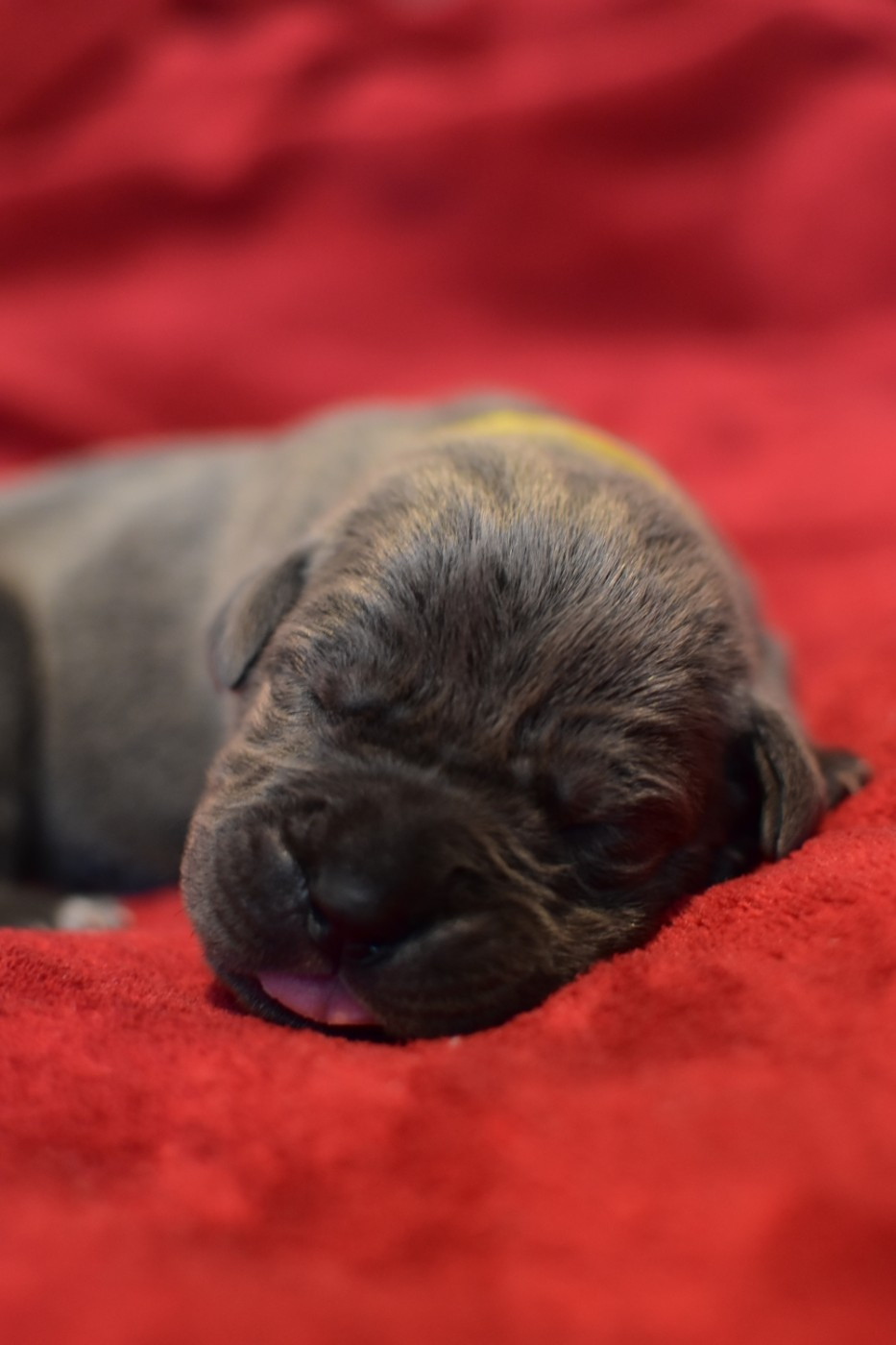 du Royaume de la Romance - Chiots disponibles - Cane Corso