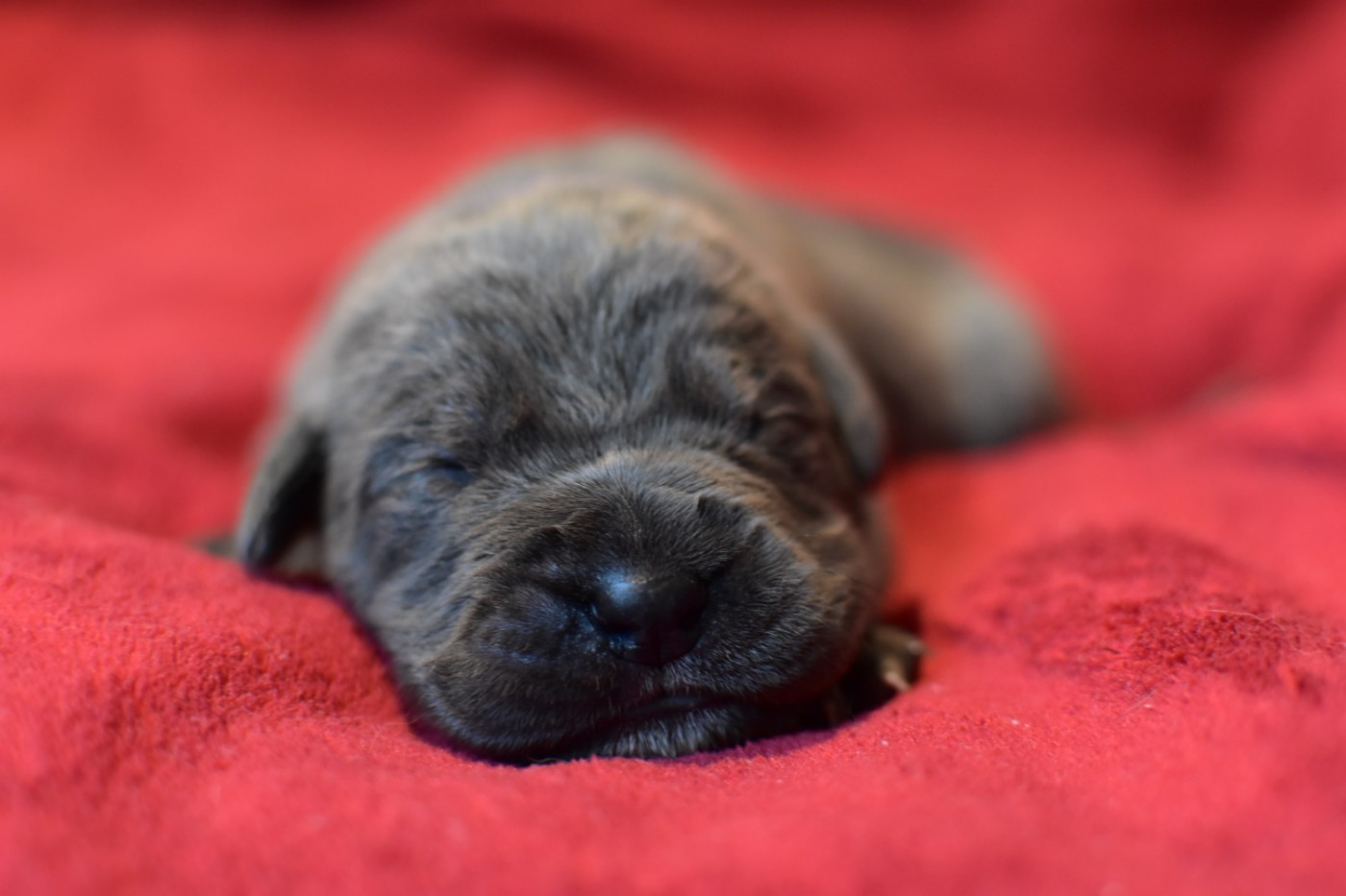 du Royaume de la Romance - Chiots disponibles - Cane Corso