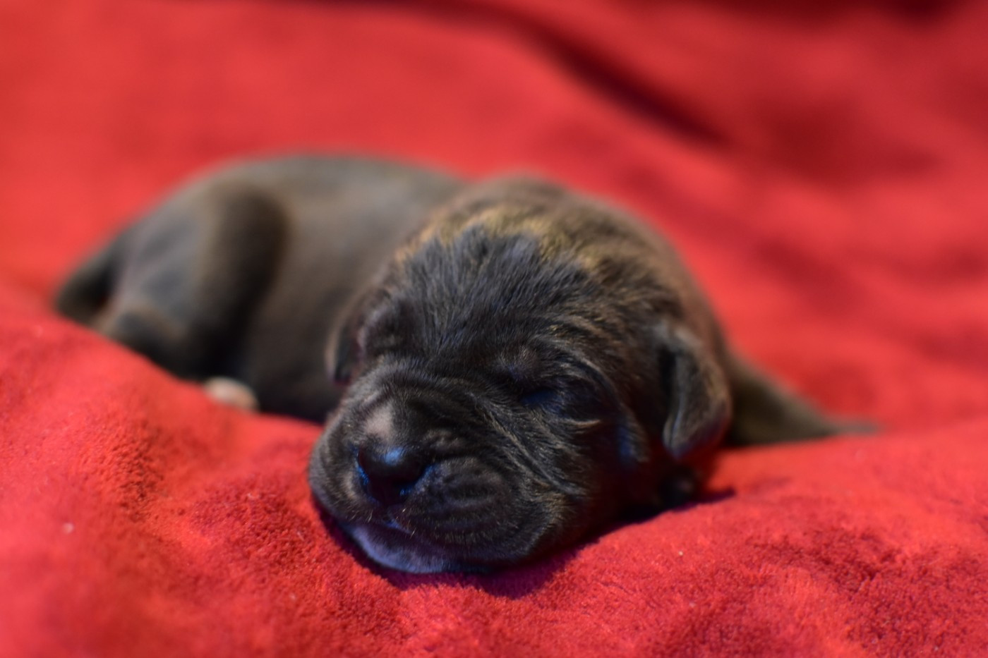 du Royaume de la Romance - Chiots disponibles - Cane Corso