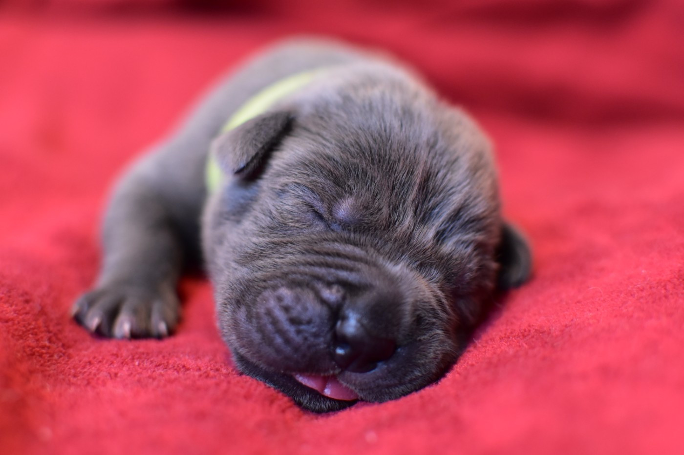 du Royaume de la Romance - Chiots disponibles - Cane Corso