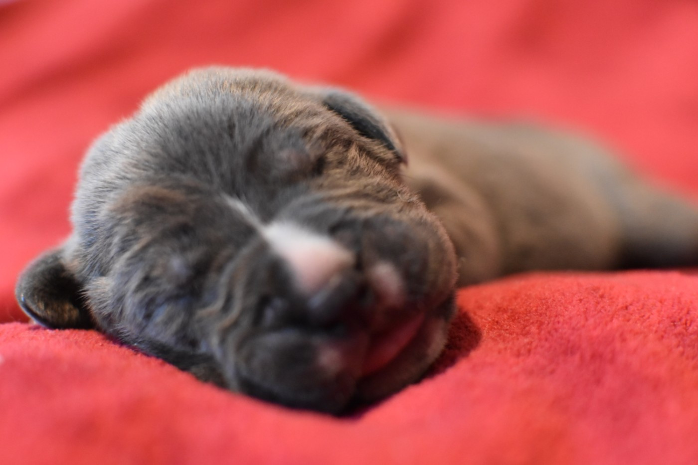 du Royaume de la Romance - Chiots disponibles - Cane Corso