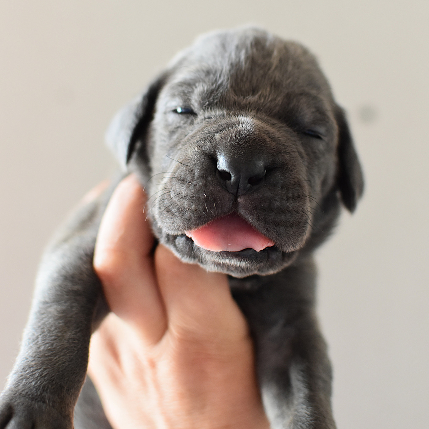 du Royaume de la Romance - Chiots disponibles - Cane Corso