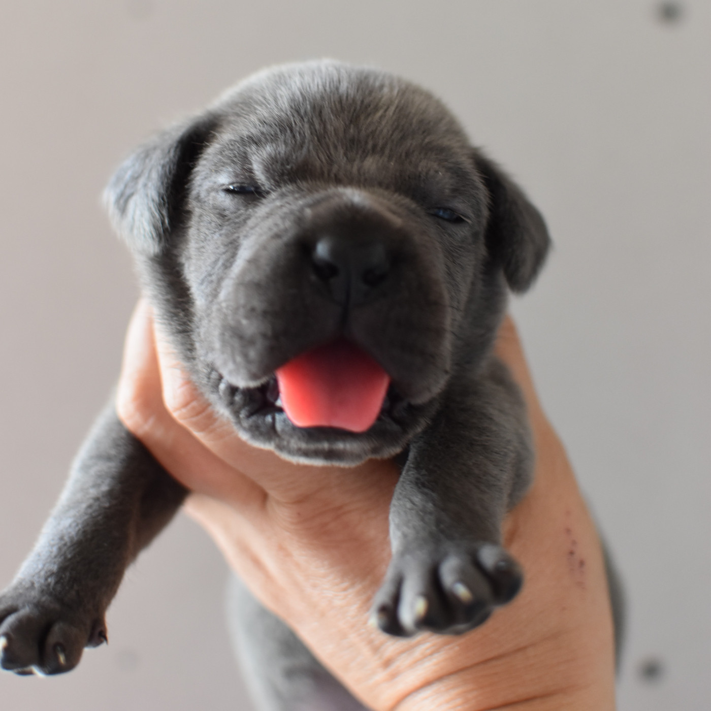 du Royaume de la Romance - Chiots disponibles - Cane Corso