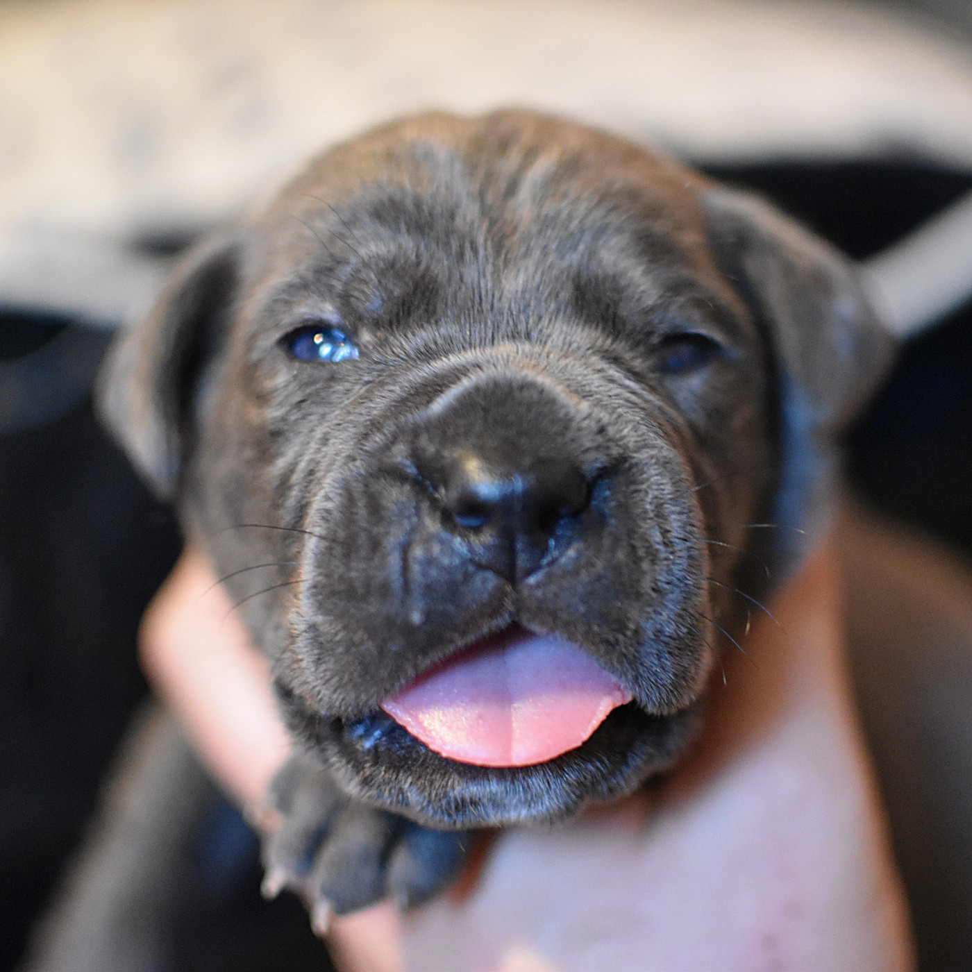 du Royaume de la Romance - Chiots disponibles - Cane Corso