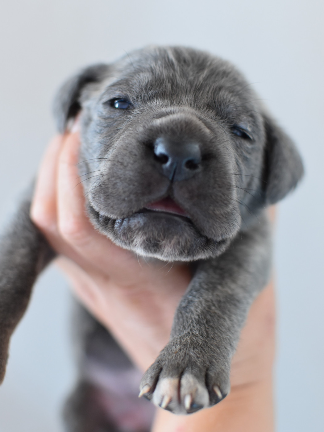 du Royaume de la Romance - Chiots disponibles - Cane Corso