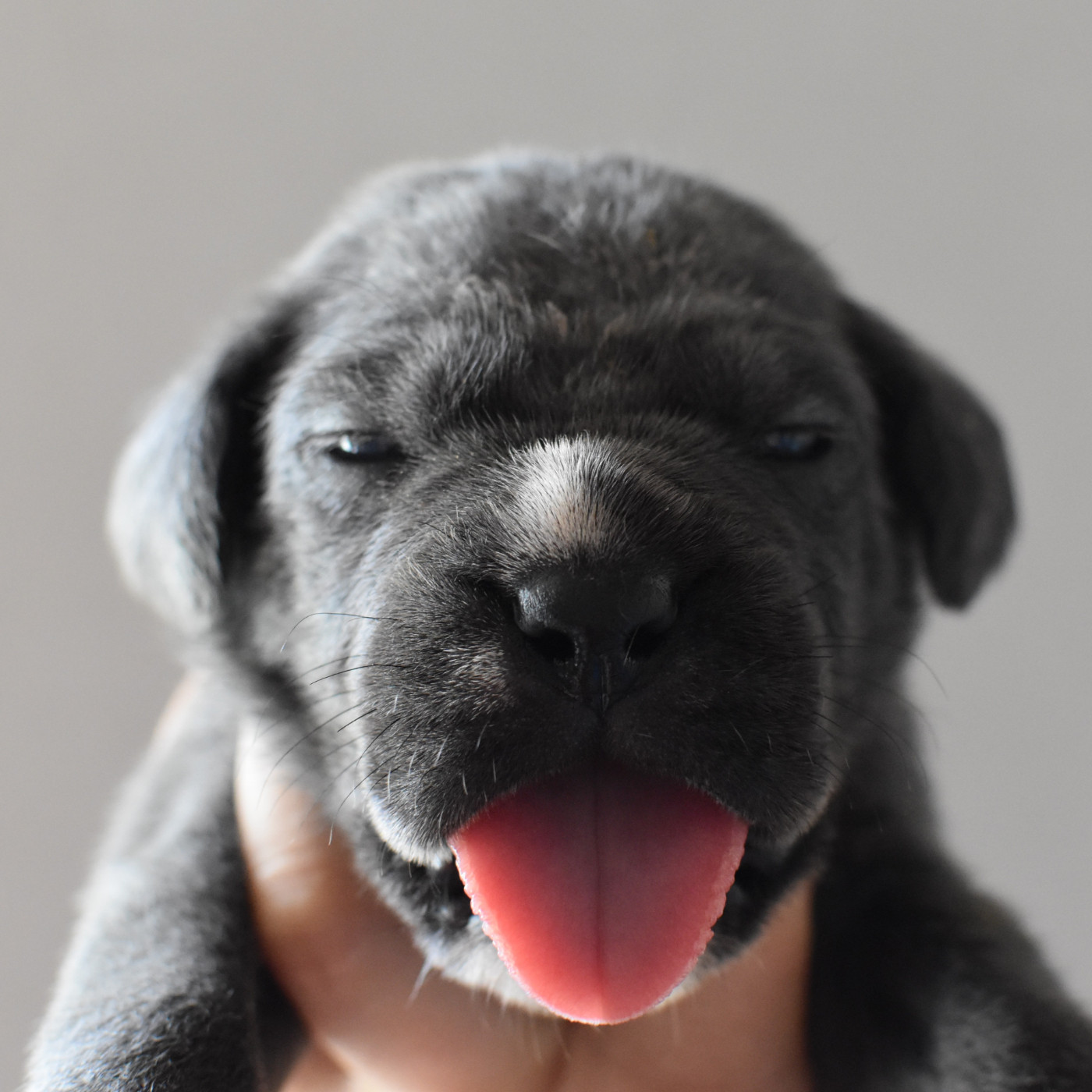 du Royaume de la Romance - Chiots disponibles - Cane Corso
