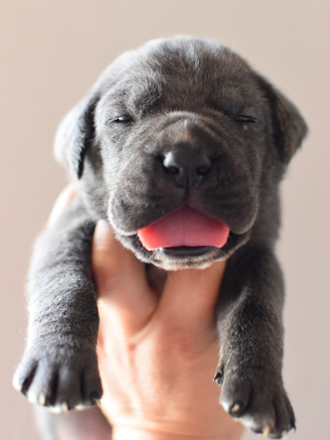 du Royaume de la Romance - Chiots disponibles - Cane Corso