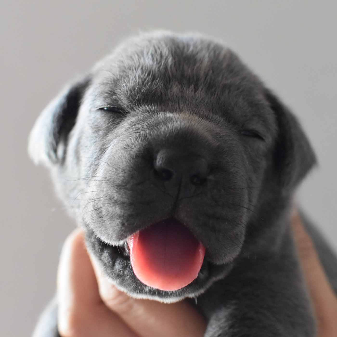 du Royaume de la Romance - Chiots disponibles - Cane Corso