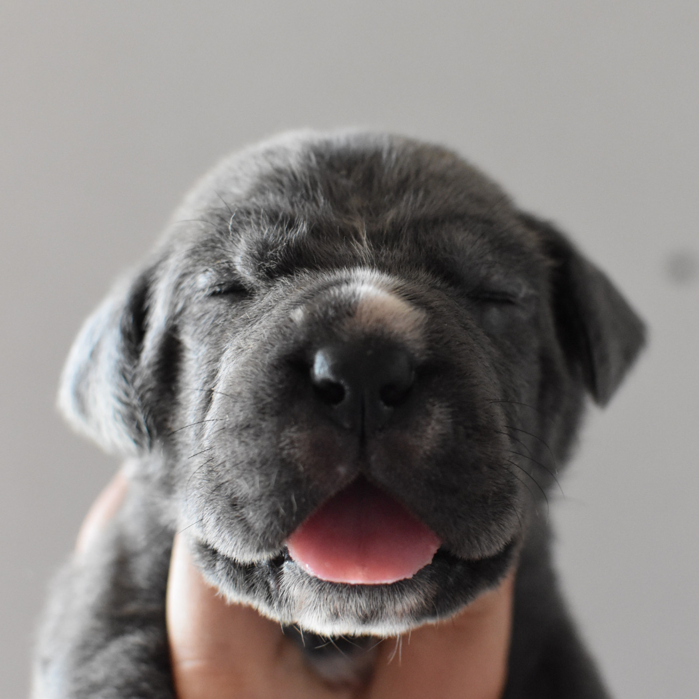du Royaume de la Romance - Chiots disponibles - Cane Corso