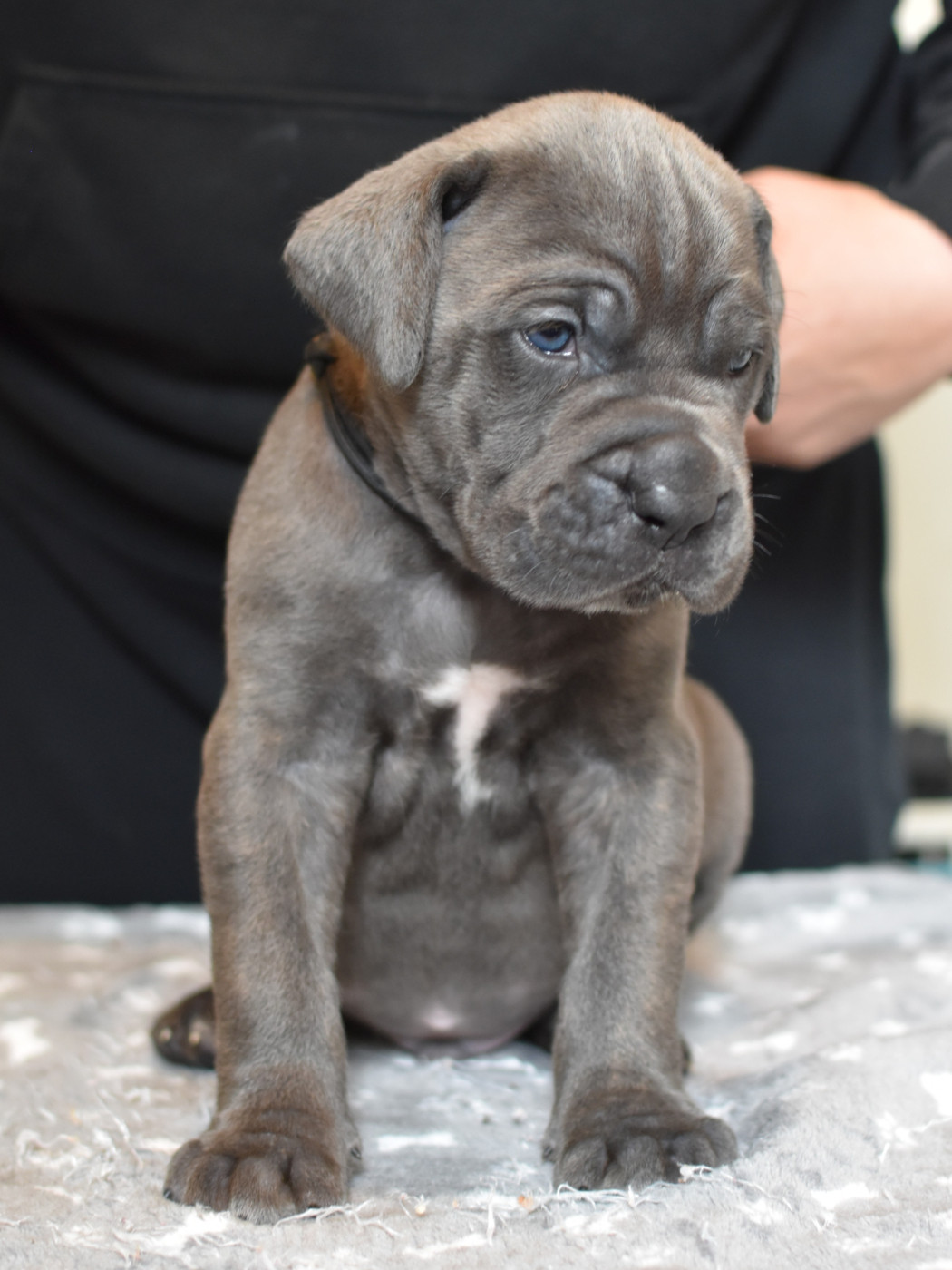 du Royaume de la Romance - Chiots disponibles - Cane Corso