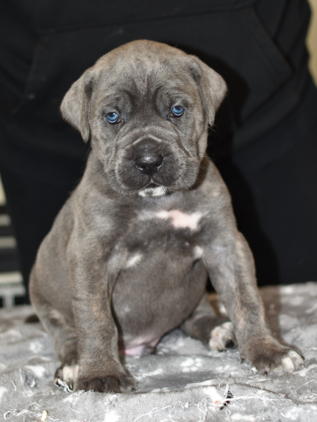 du Royaume de la Romance - Chiots disponibles - Cane Corso