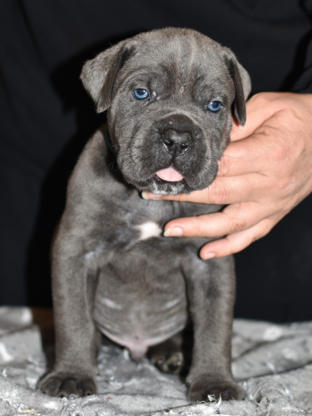 du Royaume de la Romance - Chiots disponibles - Cane Corso