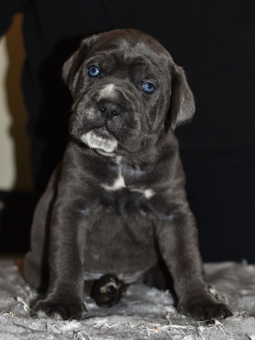 du Royaume de la Romance - Chiots disponibles - Cane Corso