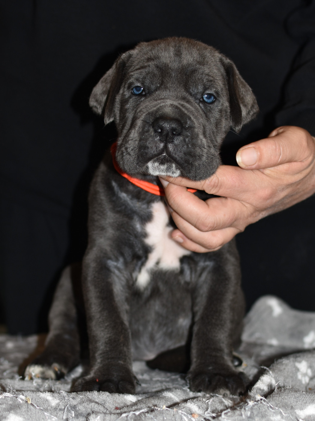 du Royaume de la Romance - Chiots disponibles - Cane Corso