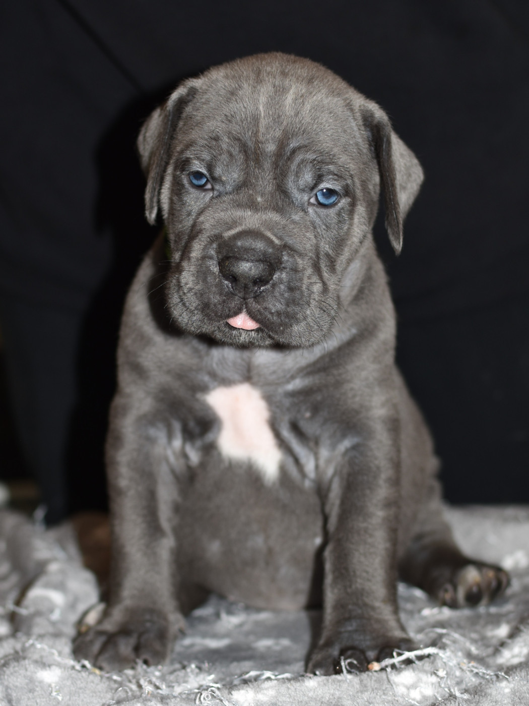 du Royaume de la Romance - Chiots disponibles - Cane Corso