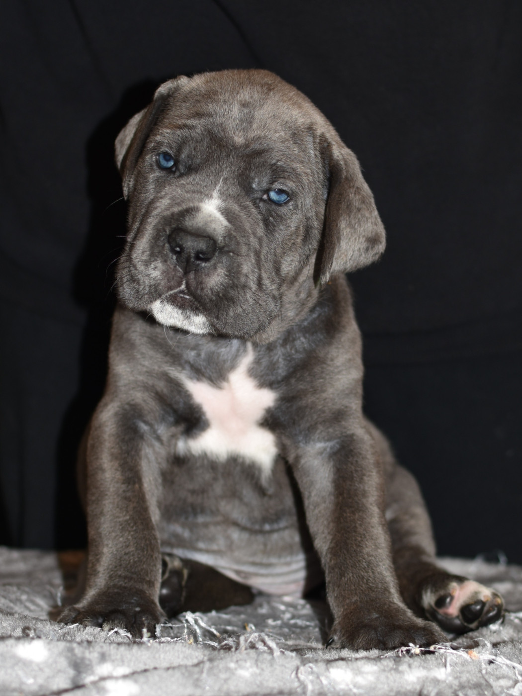 du Royaume de la Romance - Chiots disponibles - Cane Corso