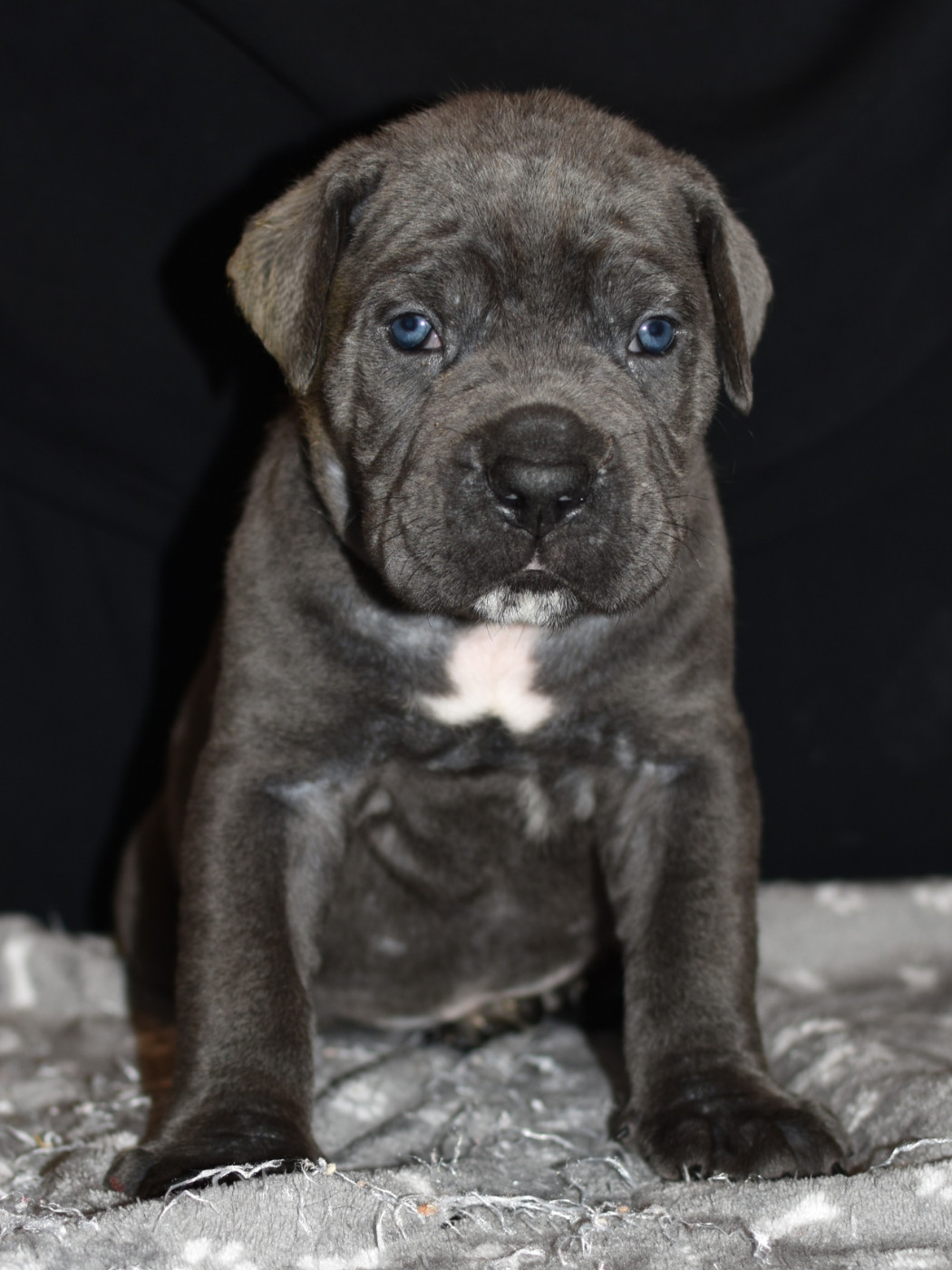 du Royaume de la Romance - Chiots disponibles - Cane Corso