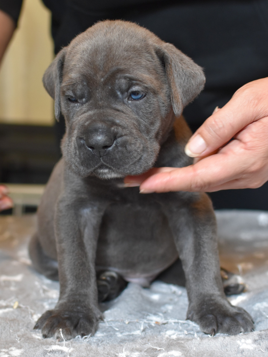 du Royaume de la Romance - Chiots disponibles - Cane Corso