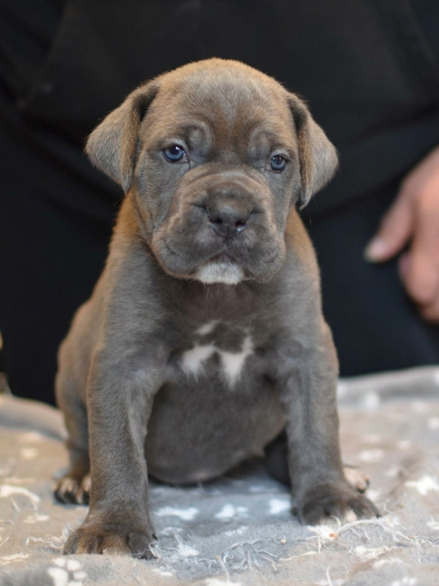 du Royaume de la Romance - Chiots disponibles - Cane Corso