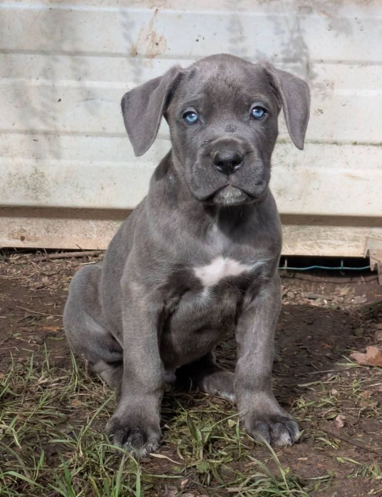 du Royaume de la Romance - Chiots disponibles - Cane Corso